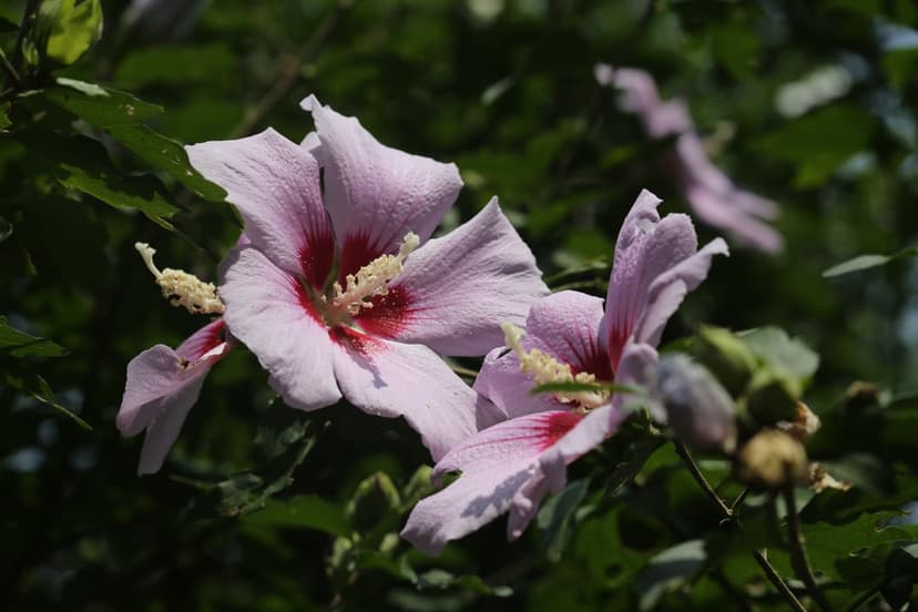 Pale pink hibiscus flowers featuring deep crimson centers and yellow stamens against blurred green leaves.