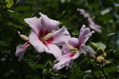 Pale Pink Hibiscus Flowers with Crimson Centers