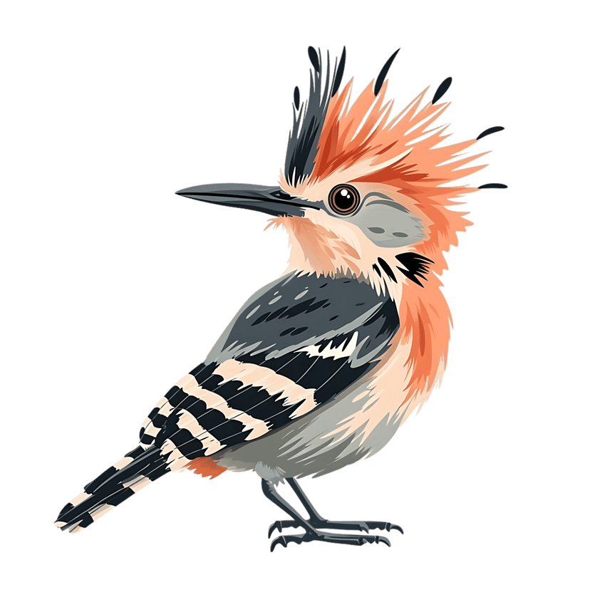 Hoopoe bird illustration featuring orange feathers and black-and-white barred wings against a dark backdrop.