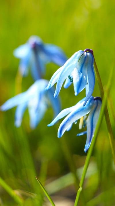 Delicate Blue Scilla Flowers in Green Grass
