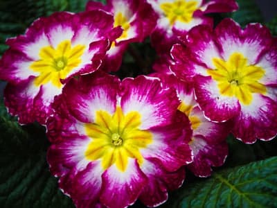 Vibrant Pink and Yellow Primrose Flowers Close Up
