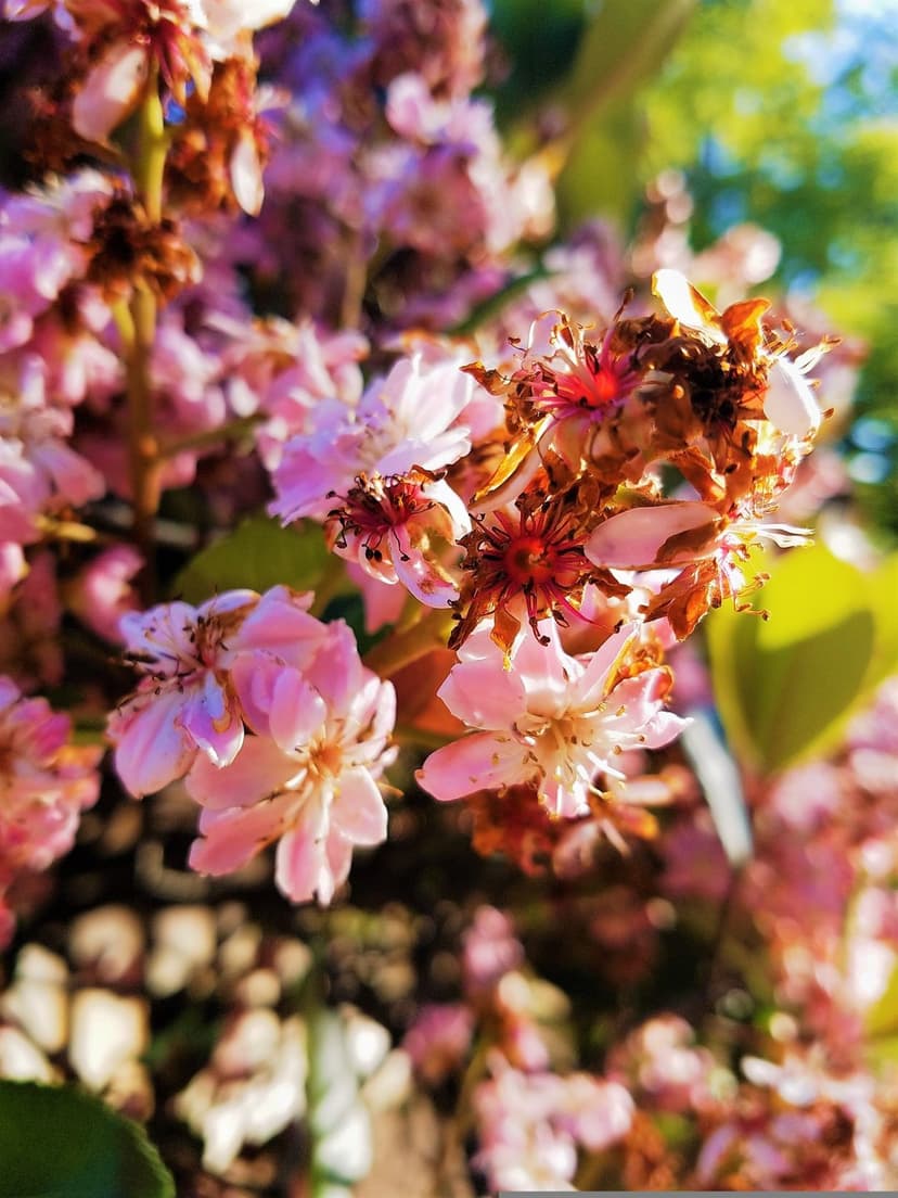 Pink cherry blossom petals with subtle brown edges rest against a blurred green background in bright sunlight.