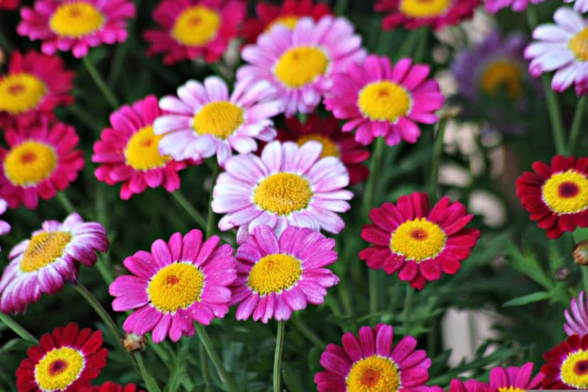 Pink and red daisies with yellow centers and green leaves shown in a close-up, high-detail botanical arrangement.