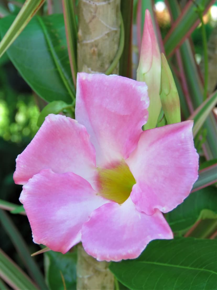 Pink Mandevilla flower with white-edged petals, green buds, and lush foliage in a bright tropical garden setting.