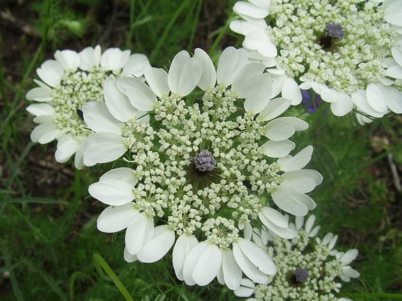 Queen Anne's Lace flowers with delicate white petals and a dark purple center bloom in a soft green meadow.