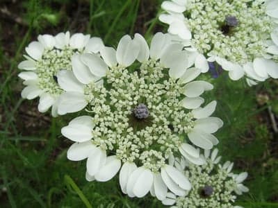 Queen Anne's Lace Wildflower Vertical Phone Background