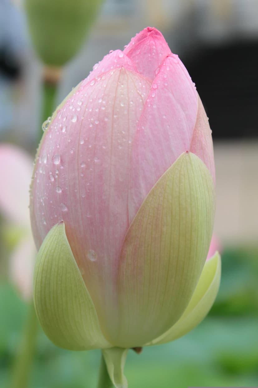 Pink lotus bud with sparkling dewdrops and green sepals captured in a vertical macro shot with soft bokeh.