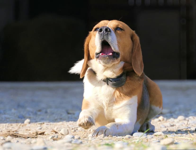 Beagle dog sitting on gravel with its mouth wide open barking toward the sky against a dark rustic background.