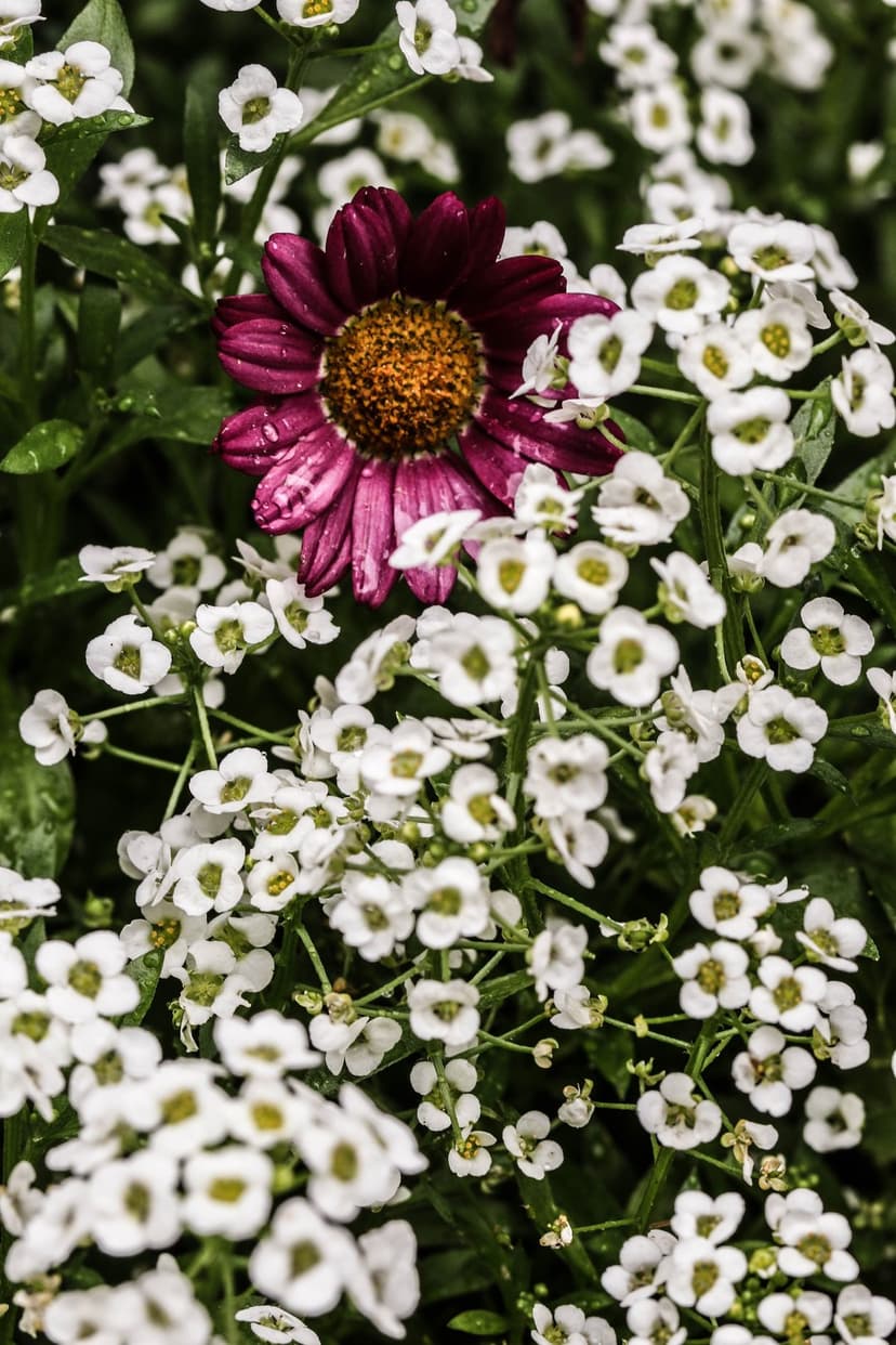 Purple flower with a textured orange center and water droplets surrounded by tiny white garden blossoms.