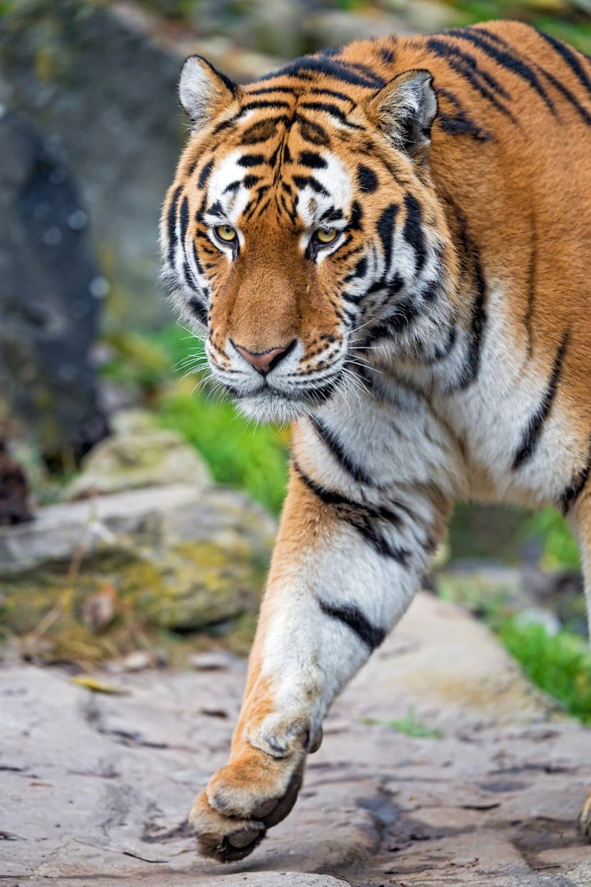 Orange and black striped tiger walking on gray rocks with a focused gaze against a blurred green background.
