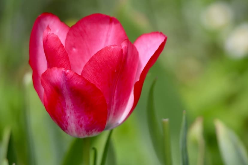 Pink tulip with fuchsia petals and white veins stands against a blurred green garden background with bokeh.