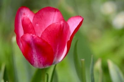 Vibrant Pink Tulip in Soft Focus Garden
