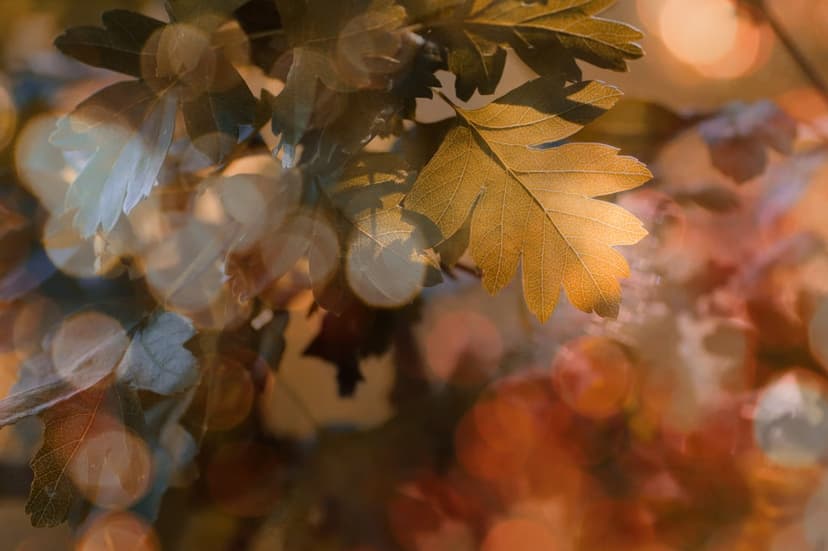 Golden autumn leaves with detailed veins are backlit by glowing orange and yellow bokeh circles in a macro shot.