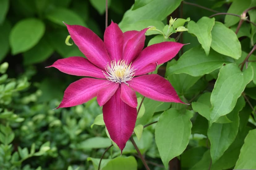 Pink Clematis flower with wide petals and a white stamen surrounded by dark green leaves in a garden setting.