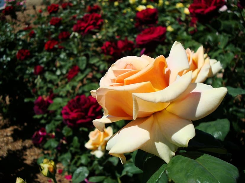 Peach rose with velvet petals and a warm apricot center surrounded by blurred green leaves in soft sunlight.