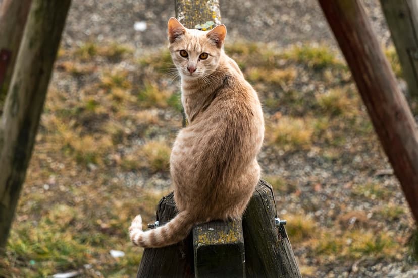 Ginger cat with orange eyes sits on a wooden post against a blurred background of autumn foliage.