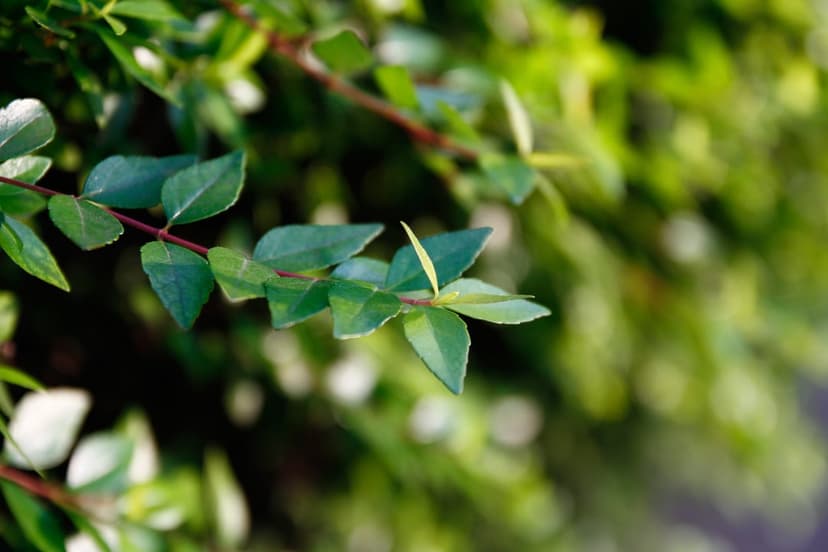 Vibrant green leaves on a slender branch appear in sharp focus against a soft, sunlit forest bokeh background.