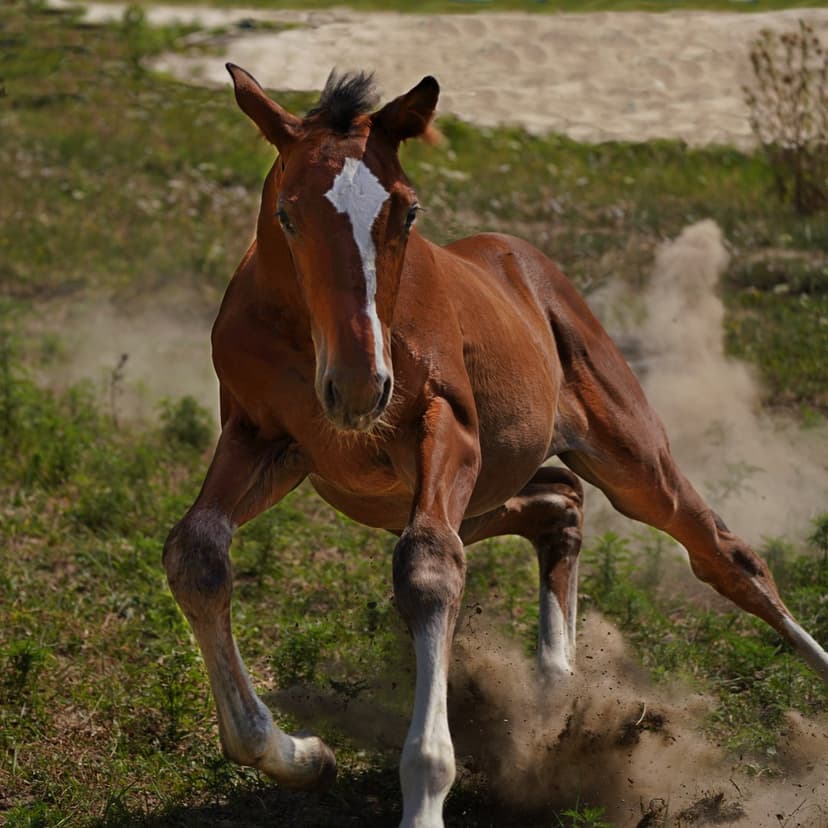 Brown foal with a white facial blaze gallops through a grassy field, kicking up a large cloud of dust.