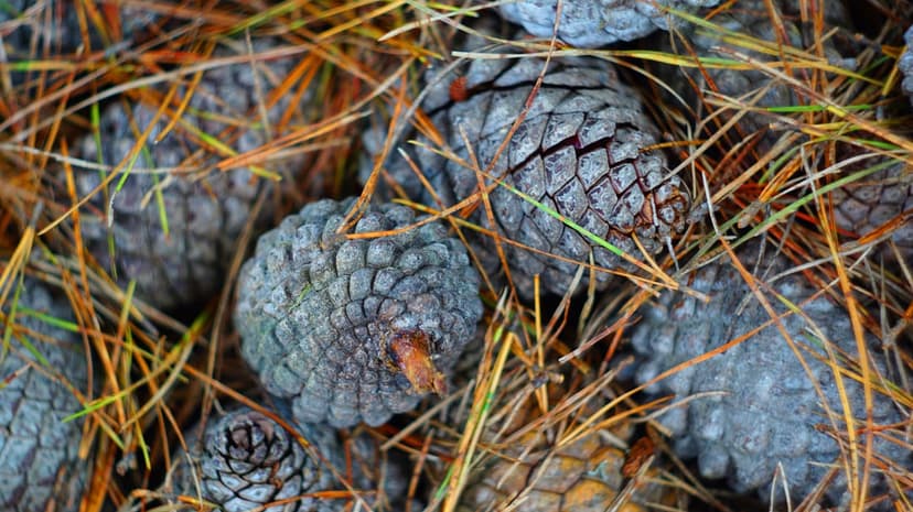 Mature brown pinecones nestled within a layer of sharp dry pine needles on a textured woodland forest floor.