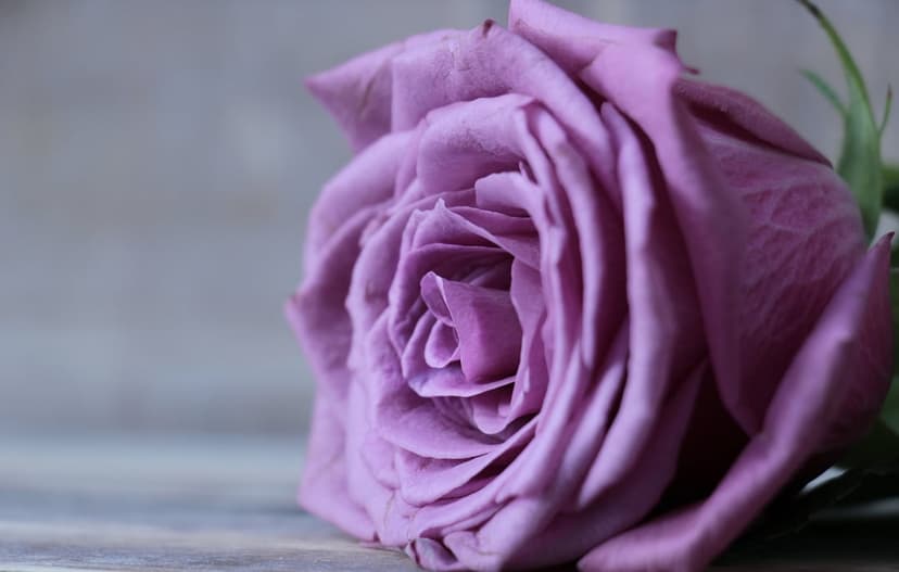 Purple rose with layered petals and soft lighting against a blurred lavender background in a vertical view.