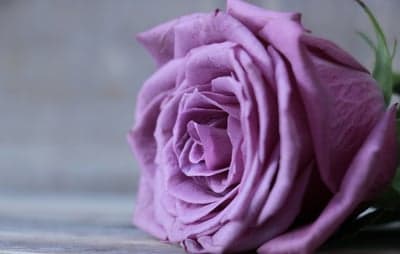 Close-up of a delicate purple rose with soft lighting