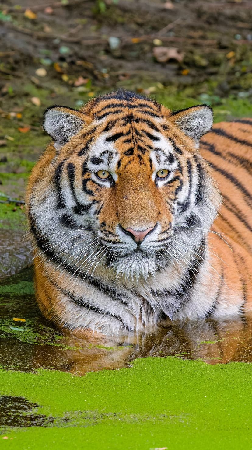 Tiger face with yellow eyes and wet fur emerges from bright green water, showing black stripes and white whiskers.