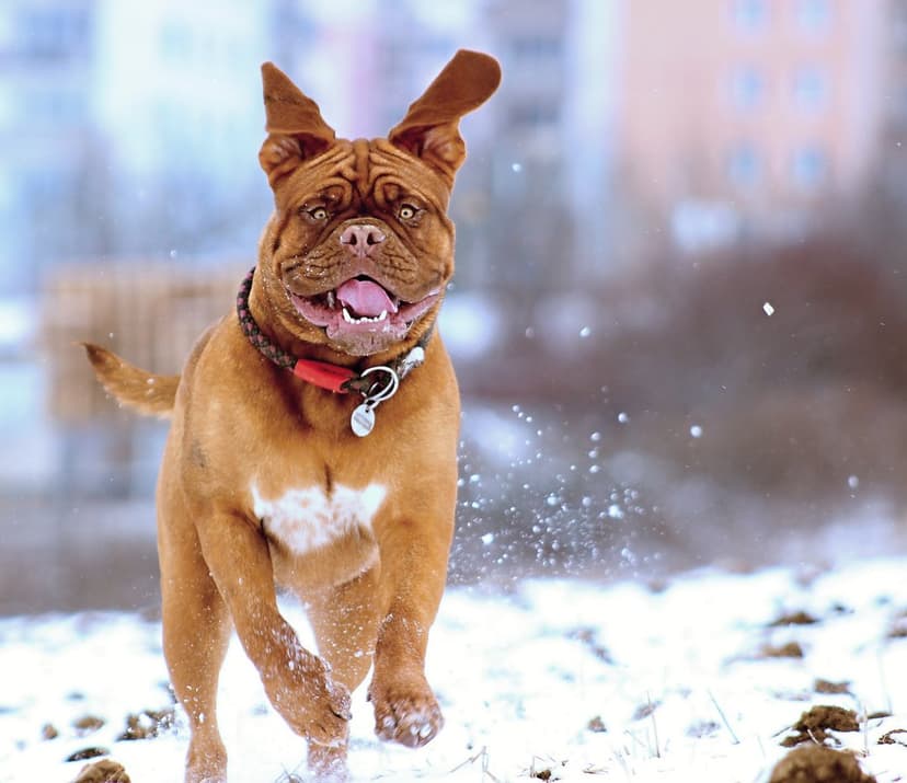Dogue de Bordeaux running through deep snow with its mouth open and ears flapping during a bright winter day.