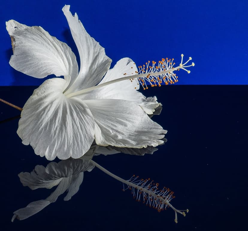 White hibiscus flower with detailed stamen reflecting on a dark blue glossy surface in a symmetrical view.