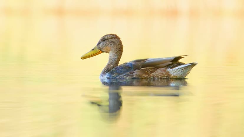 Mallard duck with green head plumage swimming on calm, golden-yellow water with soft ripples and bokeh background.