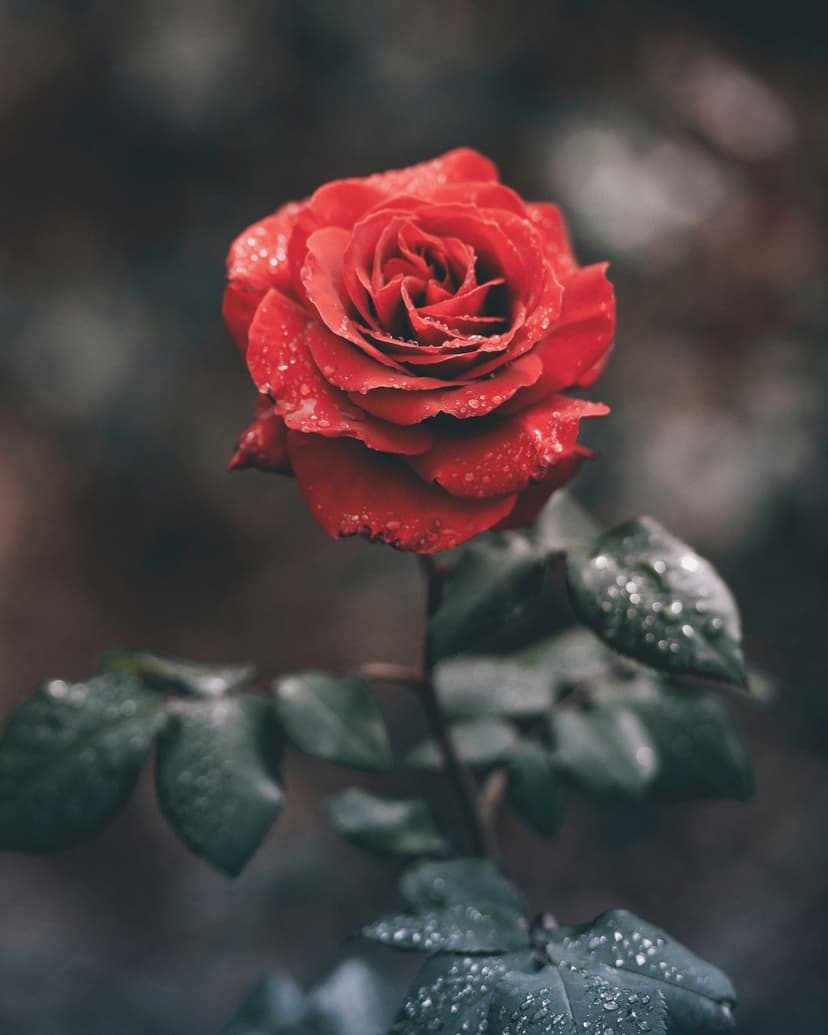 Red rose petals covered in transparent dewdrops against a dark green blurred background in a macro shot.