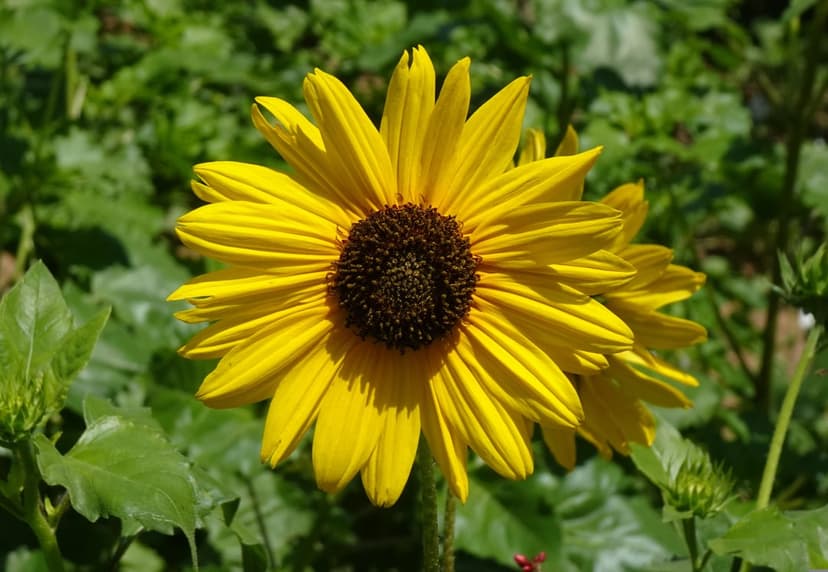 Yellow sunflower with a textured brown center against a blurred green leaf background in soft sunlight.