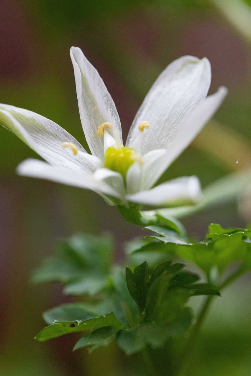 White flower petals surround bright yellow stamens above serrated green leaves in a soft-focus macro photograph.