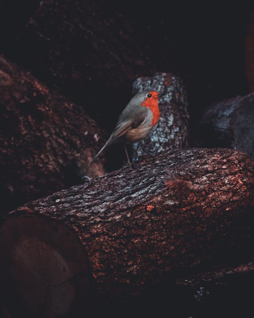 European Robin with a red breast perches on a dark, textured log amidst shadowed forest plants and soft light.