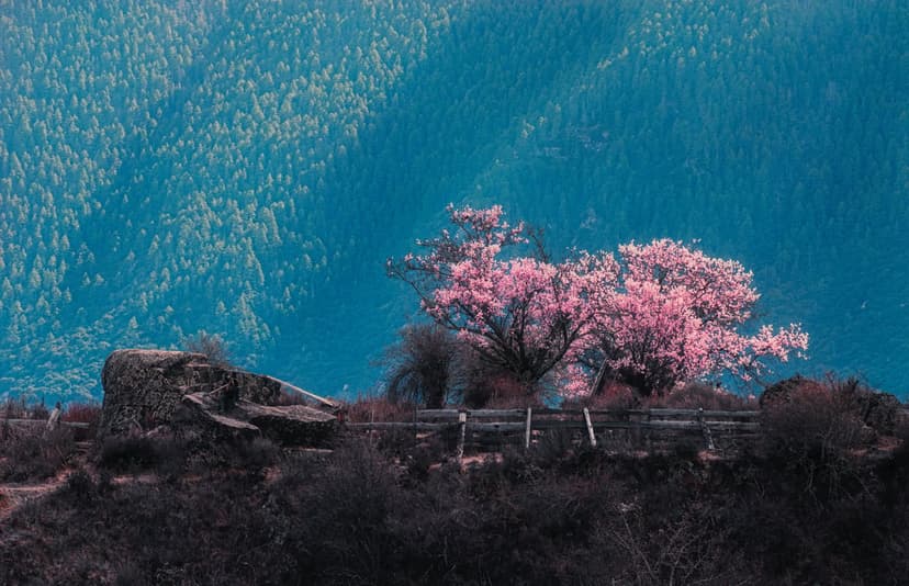 Pink blossoms on a gnarled tree stand before a rustic fence and rocky hill overlooking a distant blue forest.