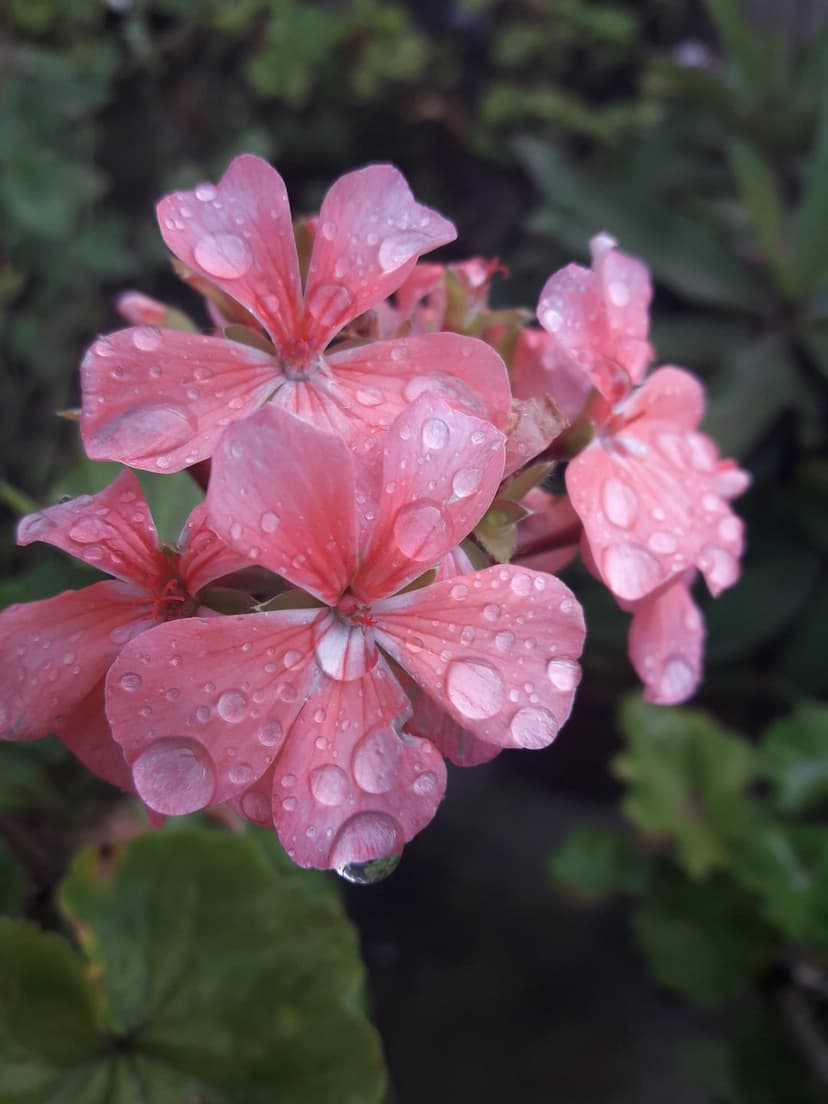 Pink geranium petals covered in clear water droplets against a blurred green background in a macro close-up.