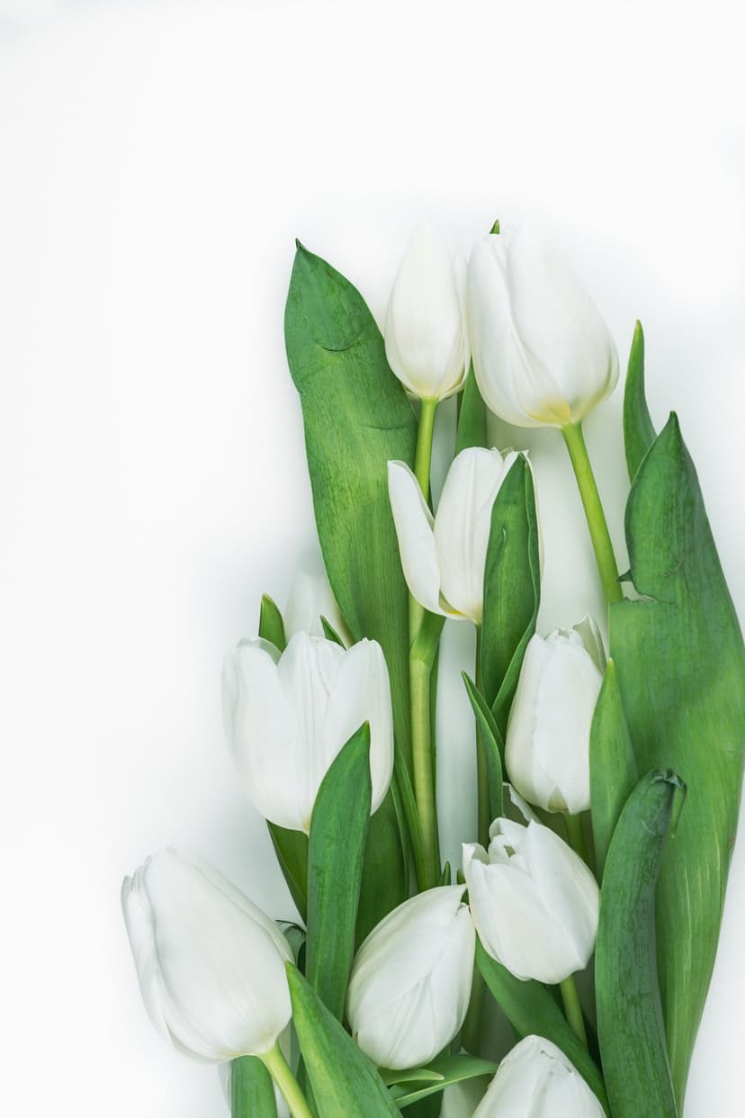 White tulips with bright green leaves arranged on a white surface in a vertical flat lay floral composition.