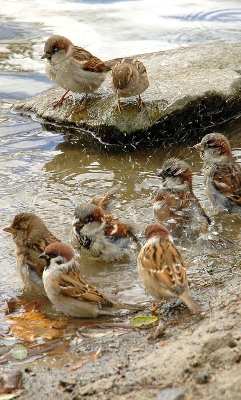 Brown sparrows splash in shallow muddy water near a rocky shore under bright, golden sunlight and reflections.