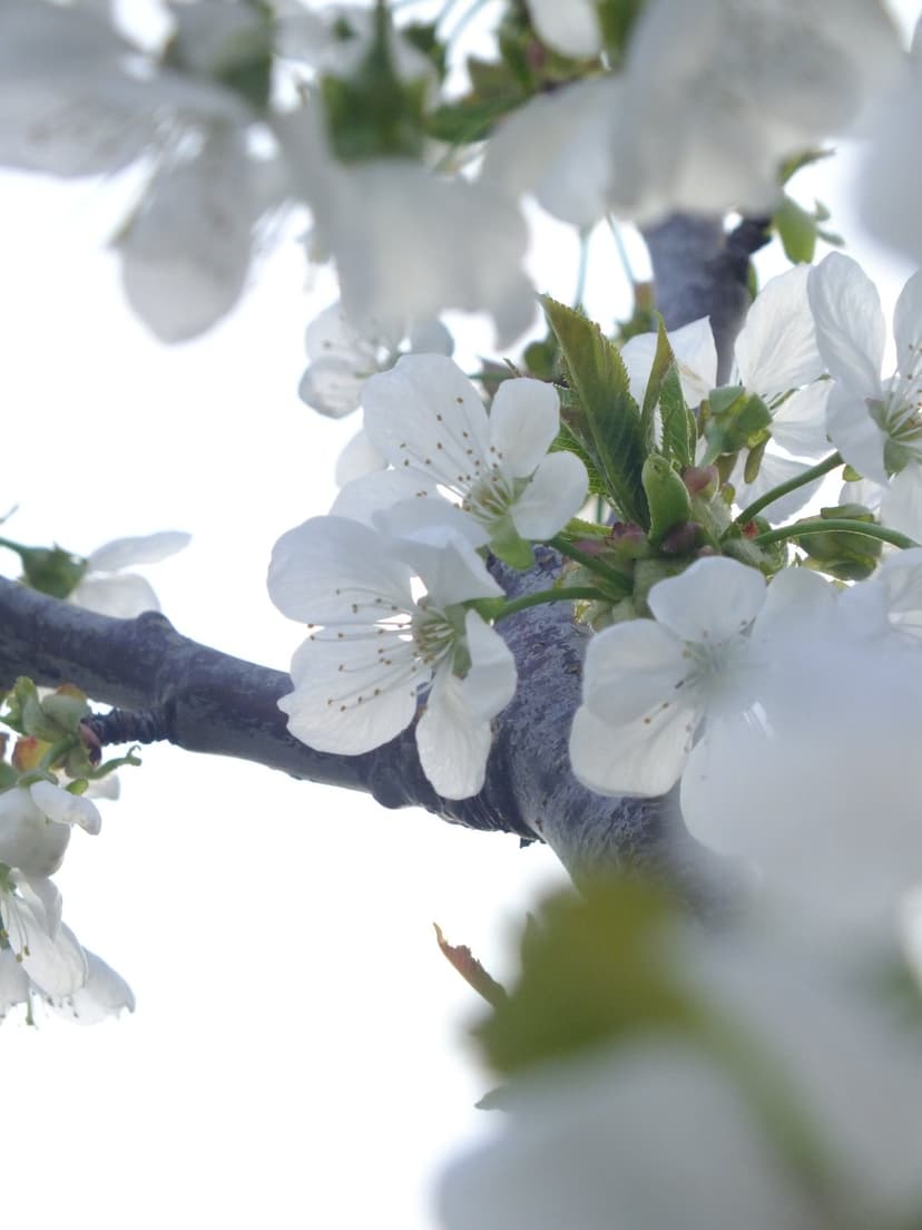 White cherry blossoms with dark stamens grow on a textured branch against a bright, overexposed sky background.