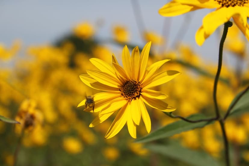 Fuzzy honeybee with pollen-dusted legs sits on a bright yellow sunflower under soft, golden summer sunlight.