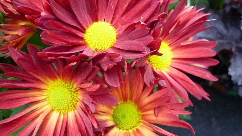 Gaillardia blossoms with red outer petals and yellow tips display intricate textures in a tight macro shot.