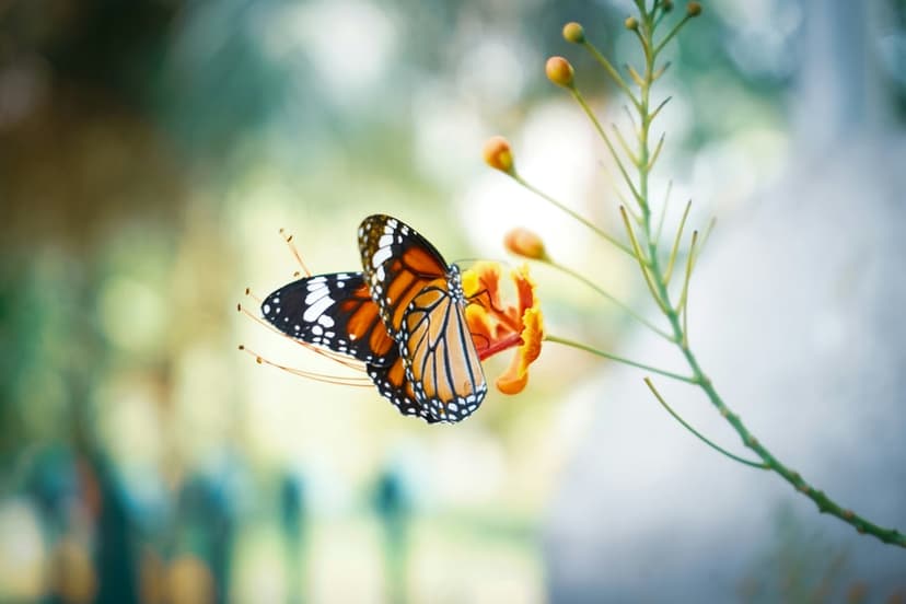 Monarch butterfly with black and orange wings perches on a bright orange flower with a soft green bokeh background.