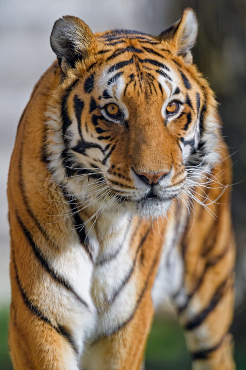 Bengal tiger face with amber eyes and black stripes on orange fur, shown in a detailed close-up portrait.