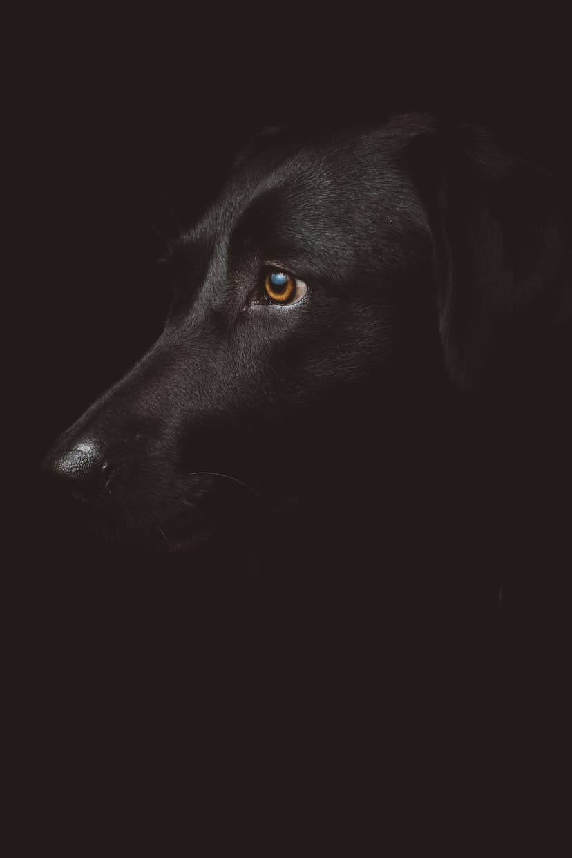 Black Labrador Retriever in side profile with a glowing amber eye illuminated against a dark, shadowy background.
