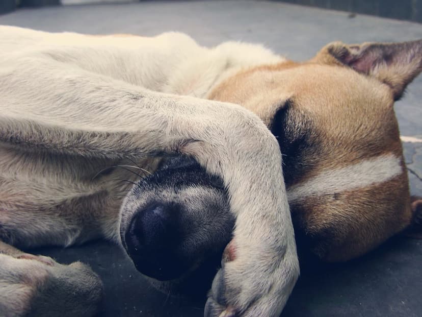 Tan and white dog sleeping on a dark floor with one front paw covering its eyes in a cozy indoor setting.
