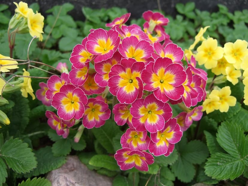 Pink primrose flowers with golden centers cluster against a soft background of yellow petals and green foliage.