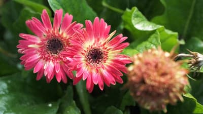 Vibrant Gerbera Daisies Soft Light Mobile Wallpaper