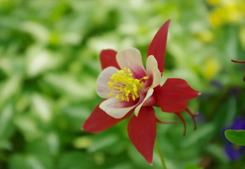 Red and white columbine flower with yellow stamen blooms against a soft, out-of-focus green garden background.