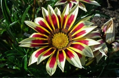 Striped Gazania Petals Macro Flower Background for Mobile