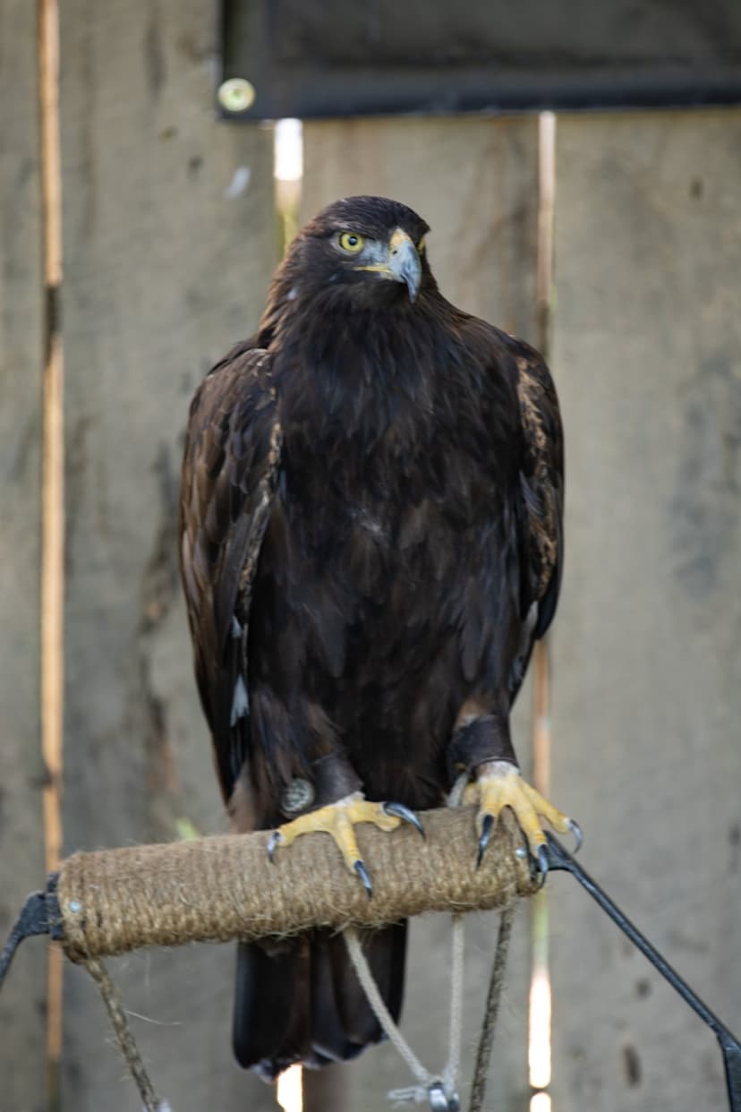 Golden eagle with dark feathers and yellow eyes grips a rope-covered perch in front of weathered wood planks.