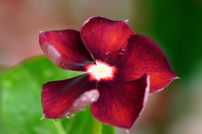 Dark red Vinca flower with velvety petals and sparkling water droplets against a blurred green garden background.